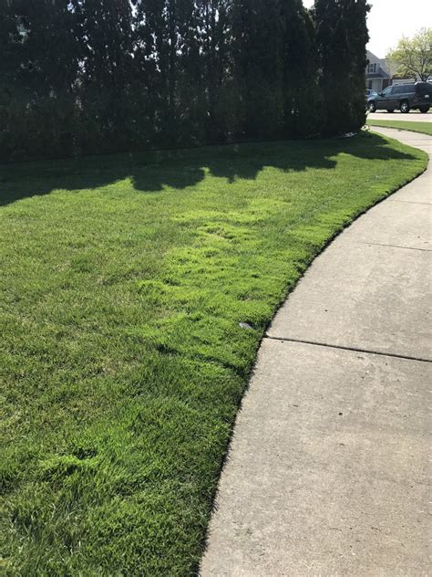 Using Tenacity For Bent Grass In Michigan Lawn Care Forum