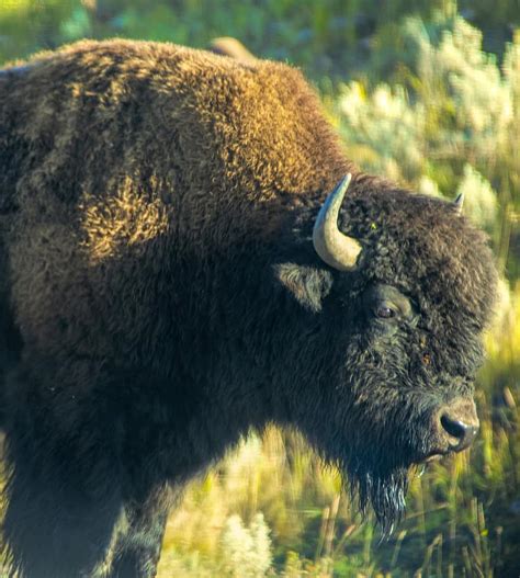 Bison Buffalo Yellowstone Animal Horns Prairie Mammal American