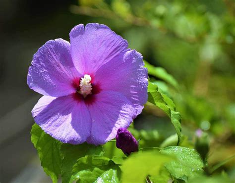 Please note the ceramic pot may vary depending on season. Hibiscus Blue Flowering Plant - Nestreeo.com