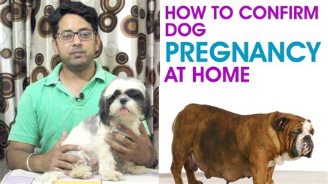 How To Know Dog Pregnancy At Home I How To Take Care Of Your Pregnant