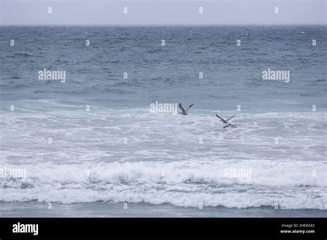 Pelicans Flying Low Over Ocean Waves On A Stormy Grey Day Stock Photo