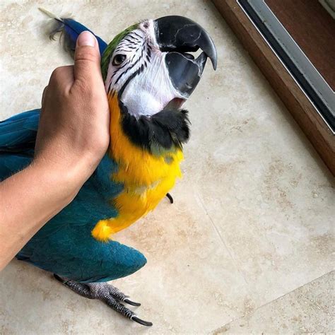 Blue And Gold Macaw For Adoption Birds For Sale Price