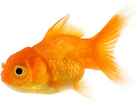 Red Gills On Goldfish Causes Symptoms And Treatments
