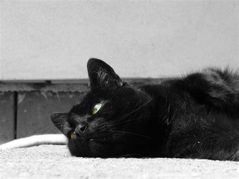Fotos Gratis En Blanco Y Negro Casa Animal Piedra Gato Negro