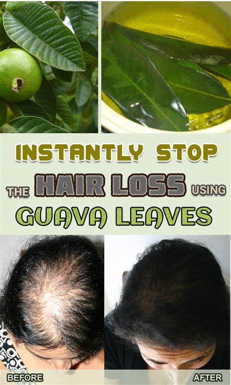 A hair oil that contains amla can be the best to treat disorders caused by elevated pitta and kapha doshas. Guava leaves are rich in vitamin B which helps the hair ...