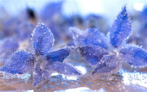 Close Up Crystal Ice Frost Petals Water Flower Bokeh