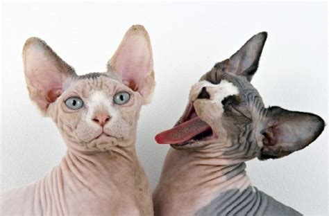 Sphynx Cats Weird Aliens Or Cats Without Fur