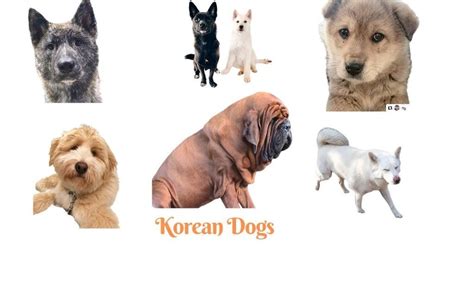 Rare Korean Dog Breeds Korean Styles