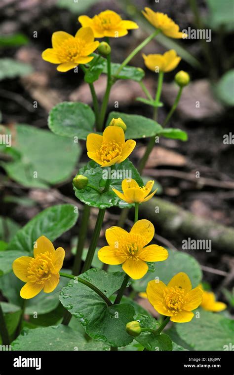 Kingcup Marsh Marigold Caltha Palustris In Flower Stock Photo Alamy