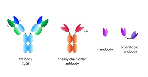 Nanobodies For Determining Neutralising Antibodies After Corona