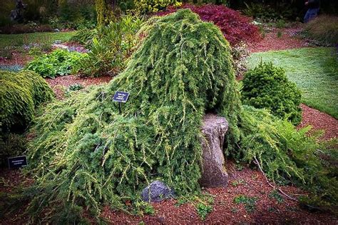 Image Result For Dwarf Weeping Cultivars Conifers Garden Cedrus My