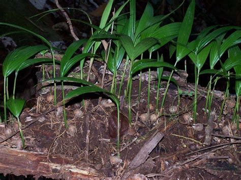 Decaying Wood Can Be A Cradle For Seed Germination And Seedling