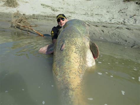 Italian Catches Huge Wels Catfish Is It A Record Mens Journal