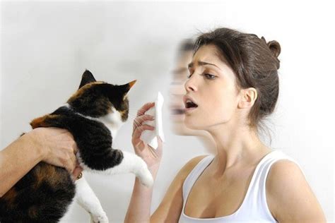 Learn how to pronounce the drug's name, its indications, dosage, how to take, when to take, when not to take. Cat Allergy: Symptoms and Managements | MD-Health.com