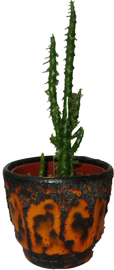 These are the common methods to propagate a easy steps on how to propagate a cactus. West German Cactus Plant Pot 2 | Pots And Pots