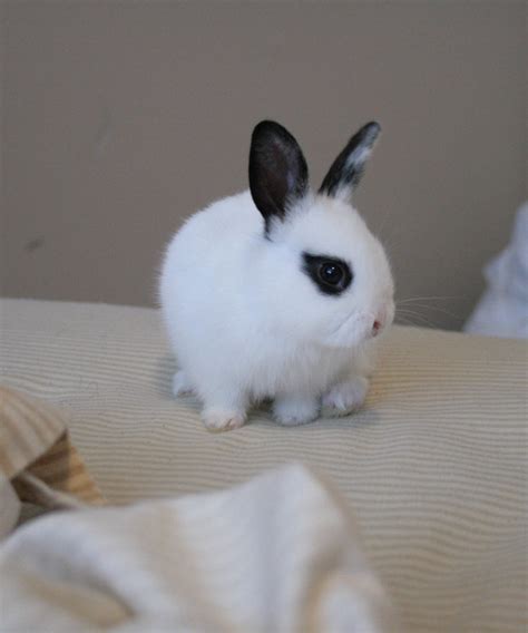 Check out our black white rabbit selection for the very best in unique or custom, handmade pieces from our shops. Black & White Hand Sized Netherland Dwarf | Cute Bunny ...