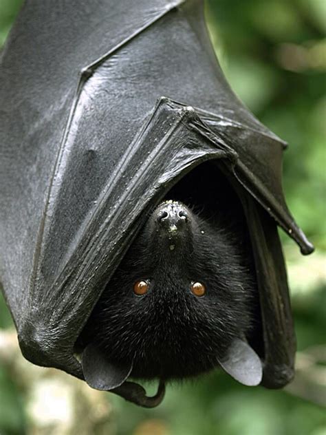 Pin By Chelsea Bass On Bat Queen Fruit Bat Bat Species Bat