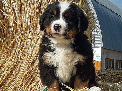 Mo st breed rescues report that a majority of their rescue dogs. Green Collar, Male Bernese Mountain Dog Puppy For Sale ...