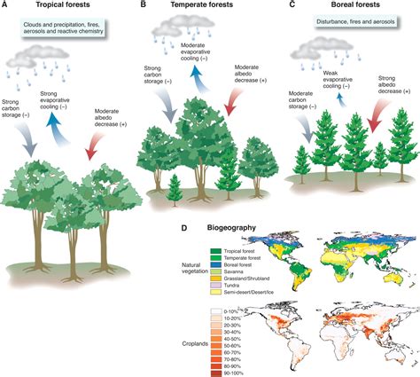 Forests And Climate Change Forcings Feedbacks And The Climate