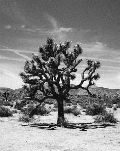 Joshua Tree California Desert Joshuatree Bnw Monochrome