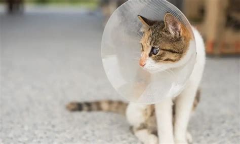 How To Take Care Of Your Spayed Cat The Catington Post