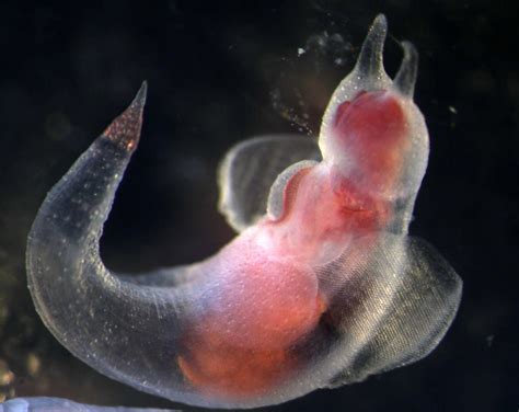 Clione Pteropodagymnosomata Nikons Small World