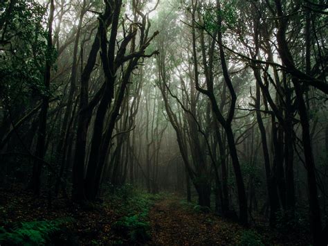 1000 Dunkler Wald Fotos · Pexels · Kostenlose Stock Fotos