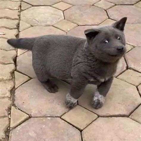 People Are Saying This Puppy Is A Hybrid Between A Cat And