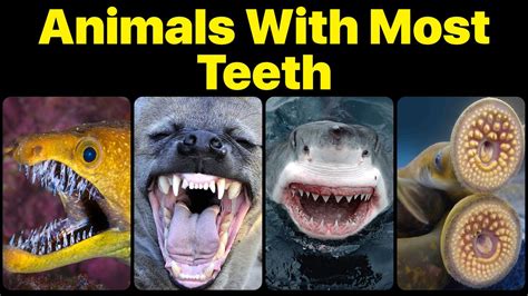 Animals With Most Teeth Which Animals Has The Most Teeth In The World