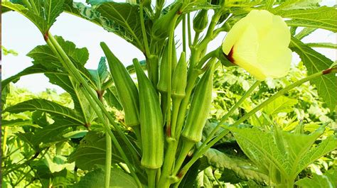 Growing Okra Plant Ultimate Garden Season Guide Garden Season