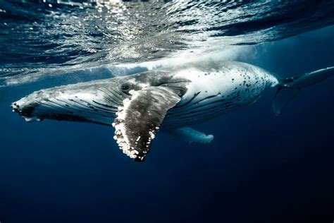 Sleeping Giants How Do Whales Sleep Marinepatch