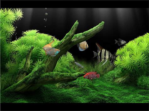 Dream Aquarium Screensaver For Windows 7 Amelapl