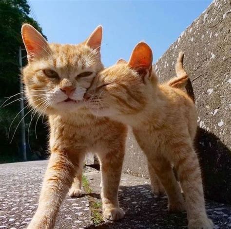 Two Orange Kittens Standing Next To Each Other On A Stone Wall And
