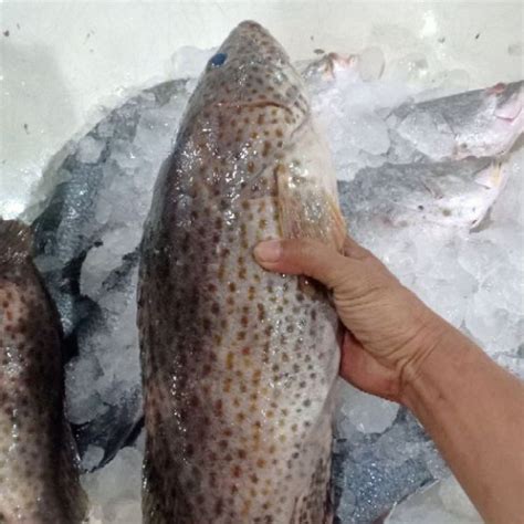 Jual Ikan Kerapu Balong Hasil Laut Segar Seafood Kg Shopee Indonesia