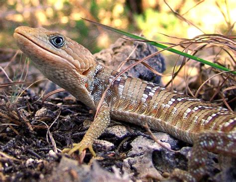Texas Alligator Lizard Facts And Pictures