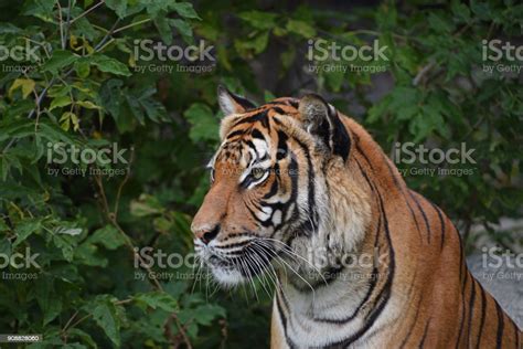 Close Up Side Portrait Of Indochinese Tiger Stock Photo Download