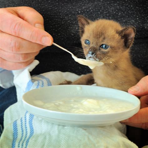 What Is The Best Kitten Food For Diarrhea Pethelpful