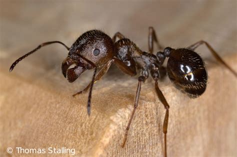Other Myrmecophiles And Ants Myrmecophilusde