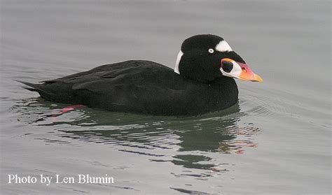 Surf Scoter Duck By The State Of Tennessee Wildlife Resources Agency