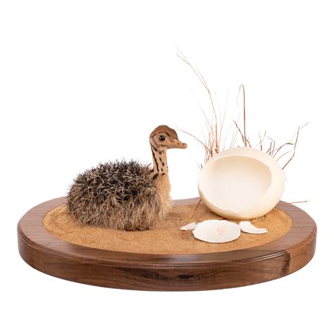 📢 Unbelievable deal! 🌟🦴... - Skulls Unlimited International