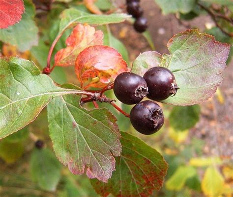 Hawthorn Berries Crataegus Spp In Manitoba