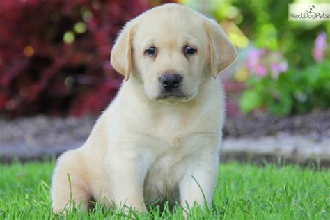 If you like what you see, be sure to inquire today! Labrador Retriever puppy for sale near Lancaster ...