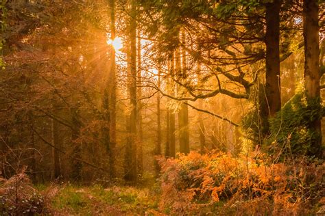 Yellow Sunset Rays Passing Through The Trees · Free Stock Photo