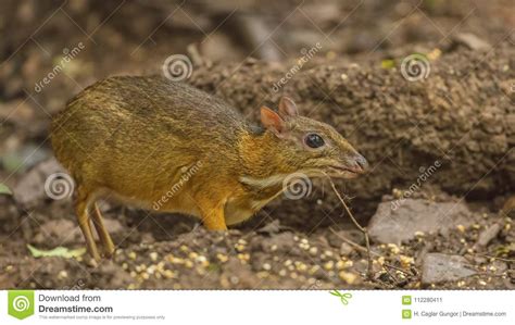 Lesser Mouse Deer In Rainforest Stock Image Image Of Kaeng Mouse