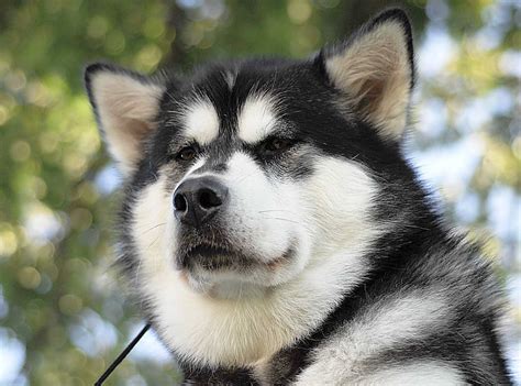 This is an intelligent & loyal breed. Alaskan Malamute puppies cost for sale, purebred ...
