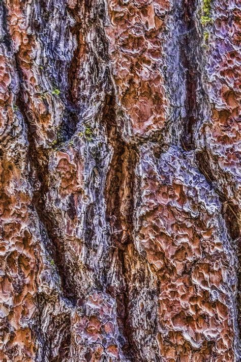 Sequoia Bark Digital Art By Photographic Art By Russel Ray Photos