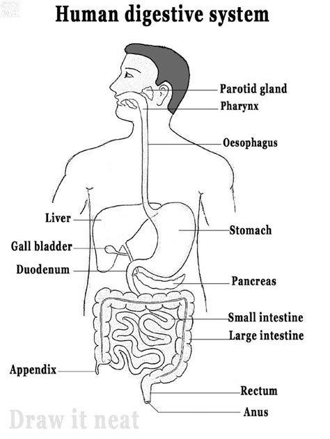 Diagram Of Digestive System Simple Digestive System Diagram