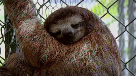 Meet The Sloths Tv Documentary Documentaries Popular Documentaries