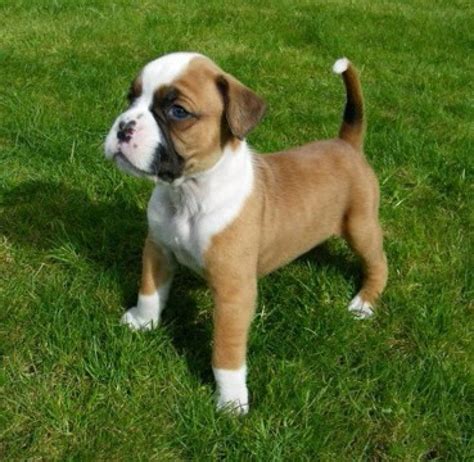 527 puppies boxer products are offered for sale by suppliers on alibaba.com, of which men's briefs & boxers accounts for 1%, plus size underwear accounts for 1%. 11 weeks old Boxer Puppies available - Dogs & Puppies ...
