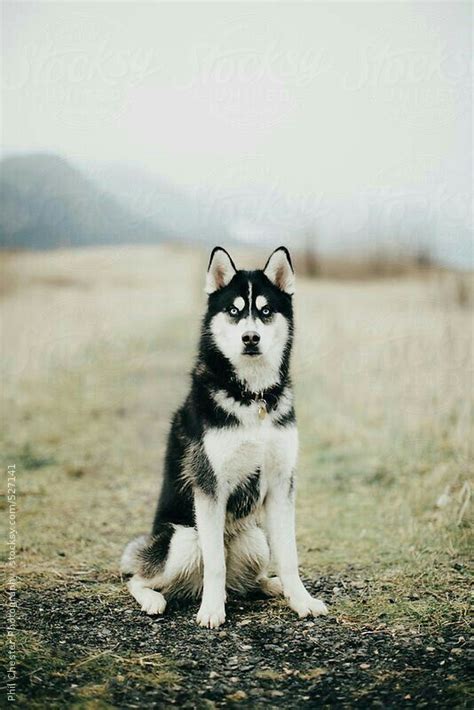 Black Siberian Husky Cute Puppies Dogs And Puppies Cute Dogs Huskies